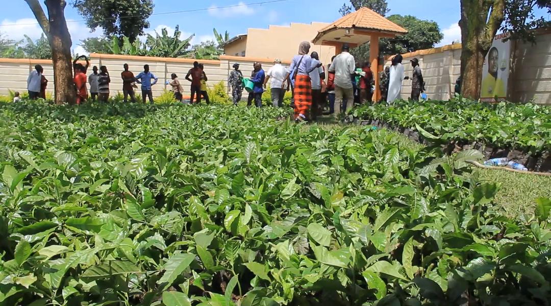 Coffee Push Meets Farmer Frustration as Government Distributes 100,000 Seedlings in Masaka