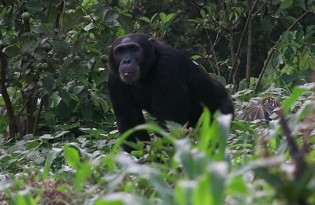 From Fear to Coexistence: How Kagadi's Muhorro Made Peace with Chimpanzees