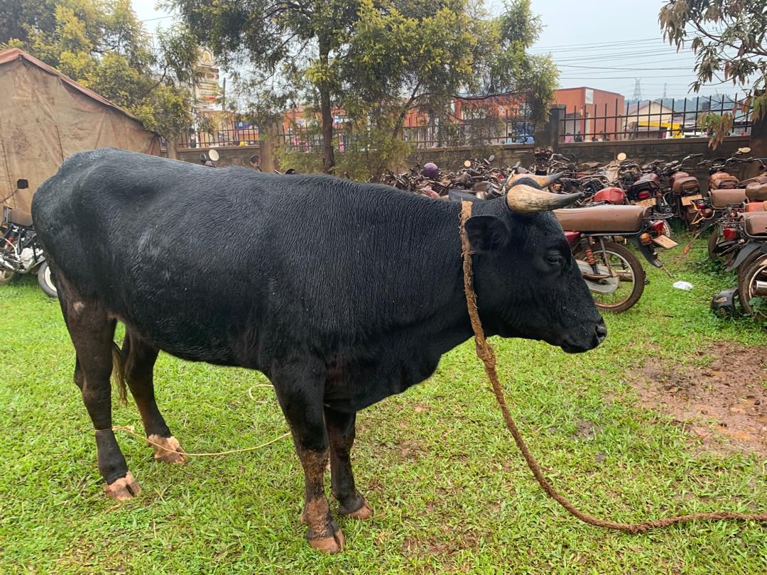 Police Recover Suspected Stolen Cattle in Nateete Operation