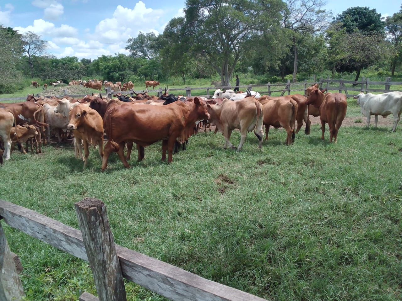 Three Suspects Arrested as Police Recover 68 Stolen Cattle in Luweero