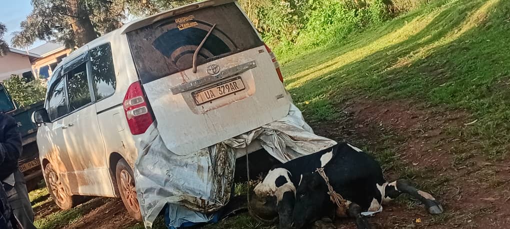 One Arrested as Police Foil Cattle Theft in Mubende Operation