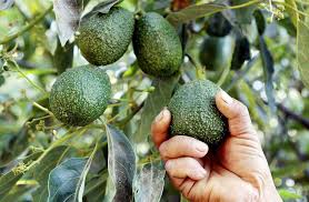 Uganda Positions Hass Avocado as New Green Gold Amid Surging Global Demand