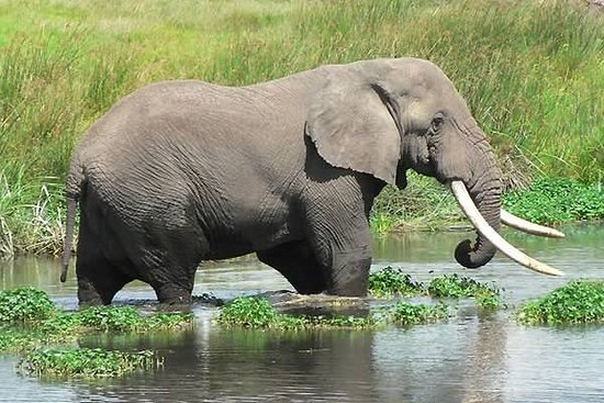 Man Killed by Elephant at Murchison National Park