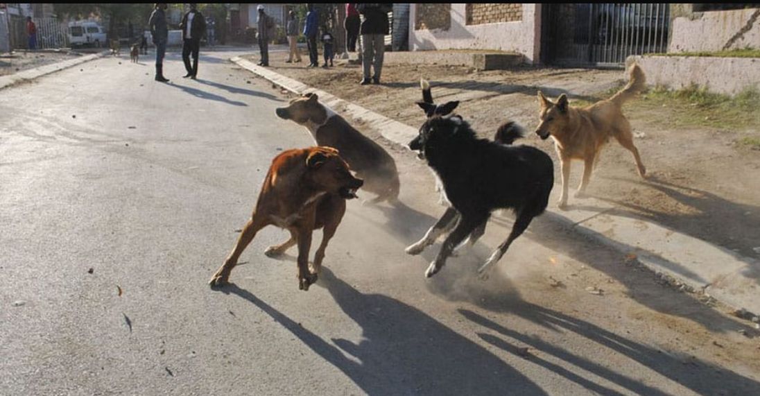 Masaka Residents Raise Alarm Over Rising Stray Dog Attacks