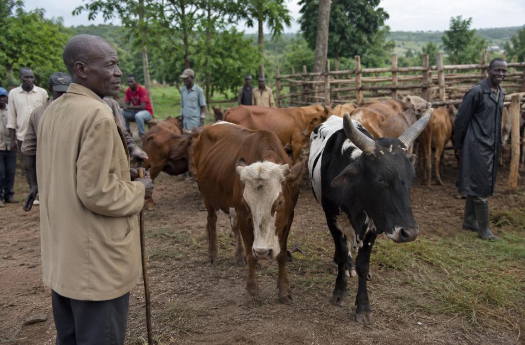 Cattle Theft Surge in Sembabule Sparks Fear Among Farmers