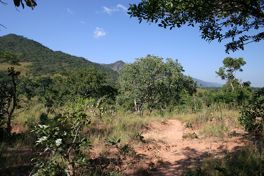 Man, 50, Collapses Dead During Intimate Encounter in Luuka Bush