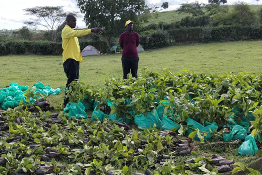 Rwashande Distributes 5,000 Coffee Seedlings to Drive Commercial Farming in Lwemiyaga