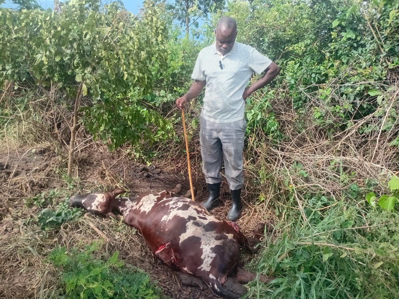 Fear Grips Gomba as Unknown Attackers Mutilate Cattle