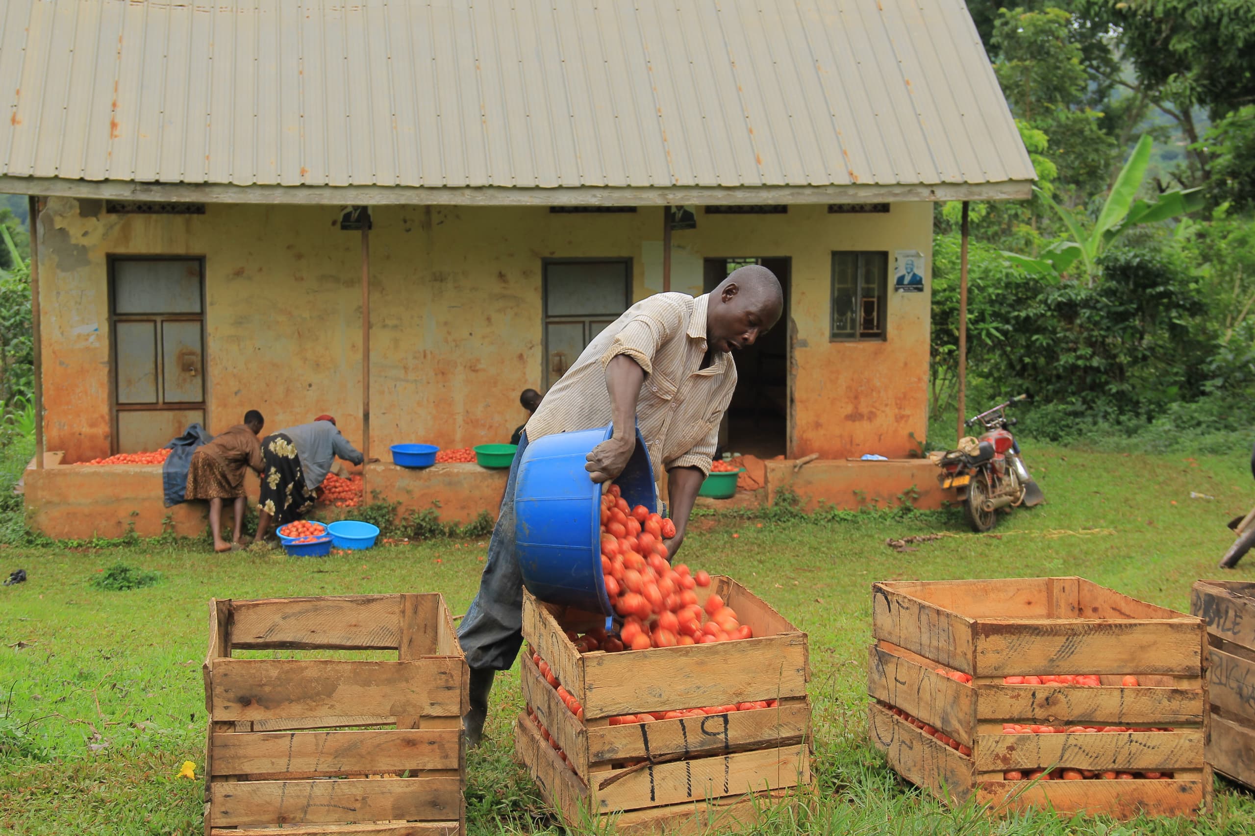 Abandoned Health Centre Turned Into Busy Tomato Market
