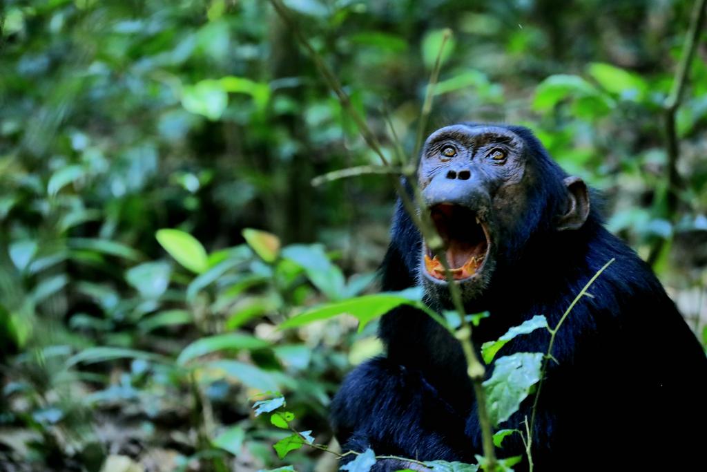 Why Kibale Park Remains One of Uganda’s Greatest Tourism Treasures