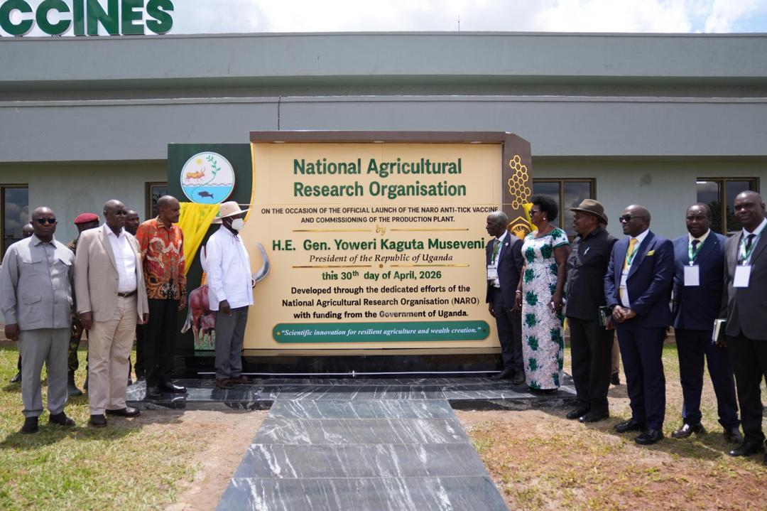 A Turn Of The Tide: Uganda Unveils Homegrown Anti-Tick Vaccine in Major Leap for Africa’s Livestock Sector