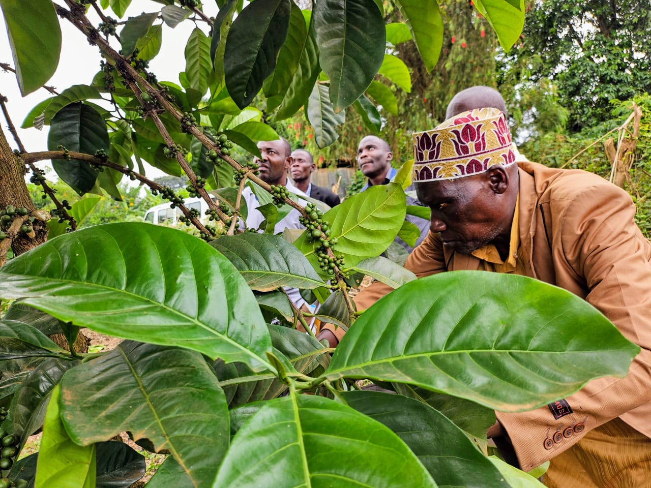 NARO, Makerere and Kyagalanyi Push Excelsa Coffee as Uganda’s Next High-Value Crop