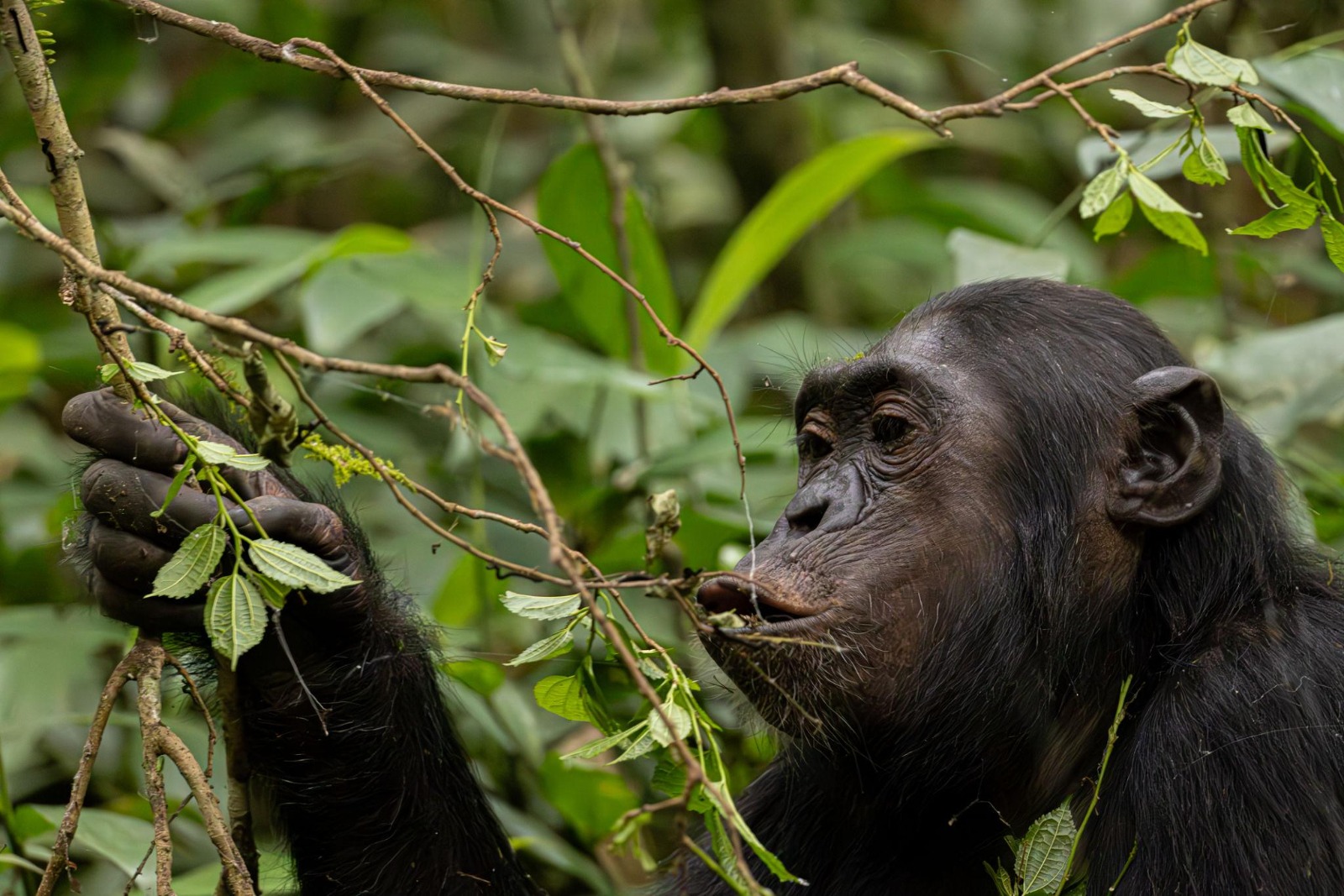 Forest Pharmacy: How Kibale’s Chimpanzees Use Nature to Boost Health and Sexual Vitality