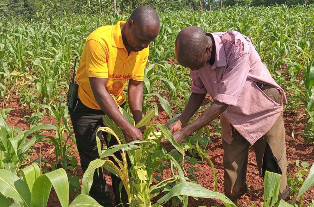 Bukomansimbi Farmers Cry Foul Over Fake Seeds and Pesticides Fueling Crop Losses
