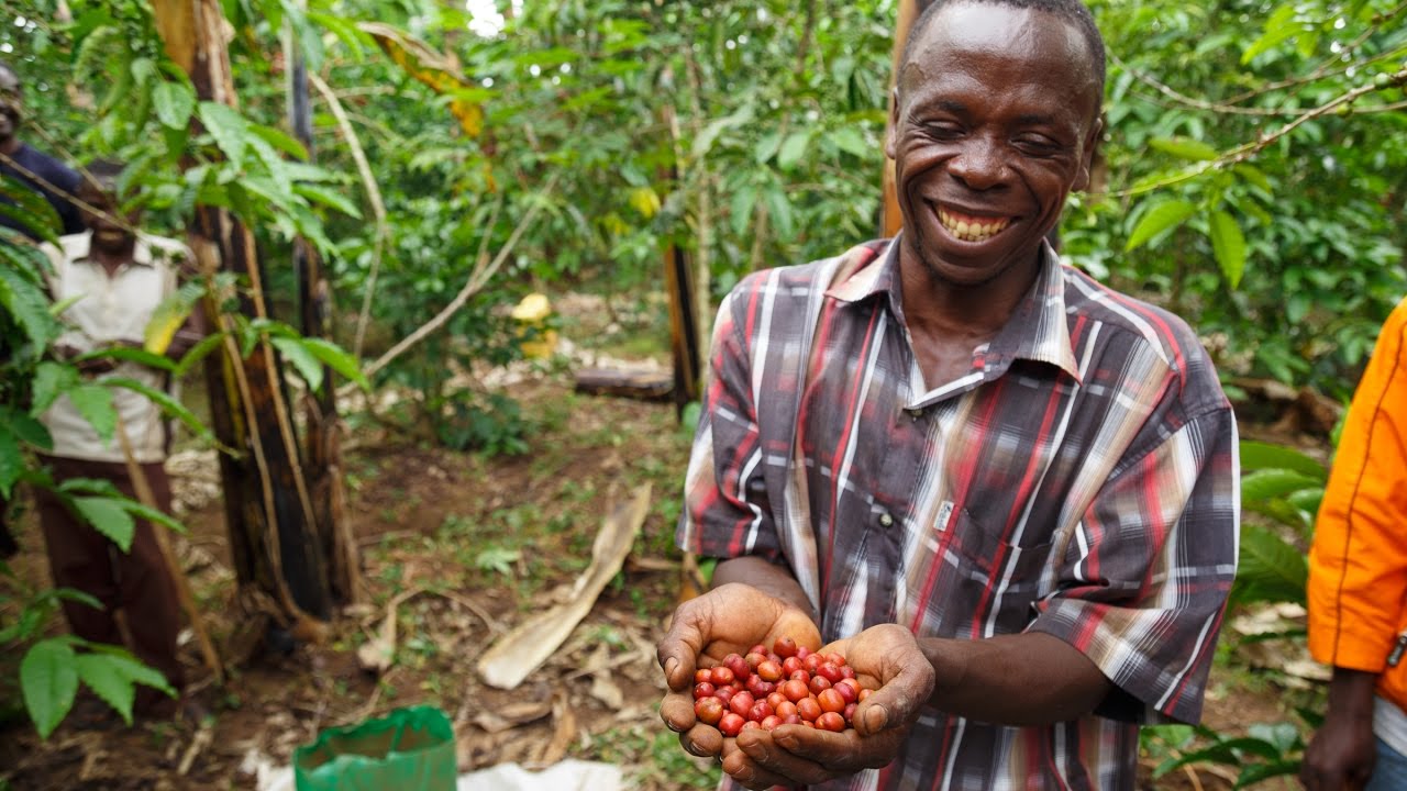 Coffee Farming Surges as Bean Production Drops in Uganda’s Shifting Agricultural Economy — UBOS
