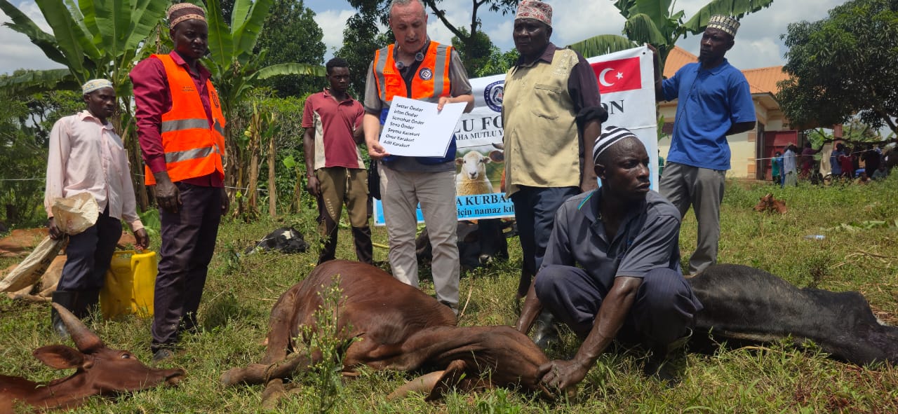 Anadolu Foundation, UMESKO Slaughter Over 600 Cattle for Eid al-Adha in Busoga
