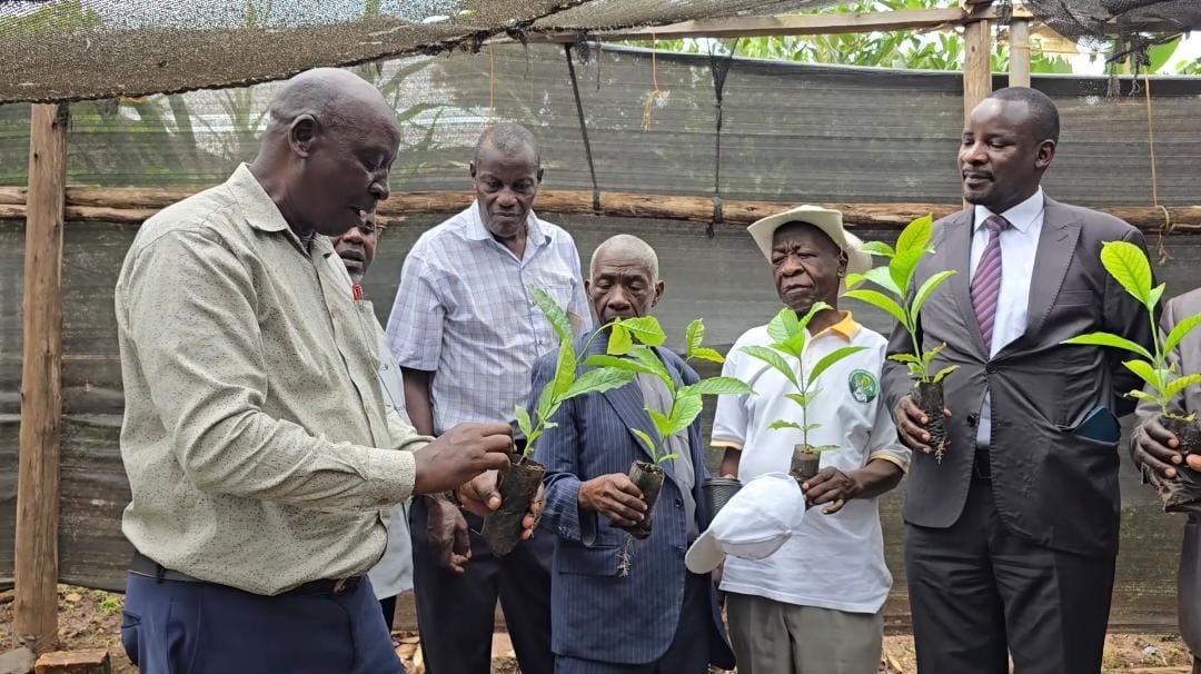 Mityana Coffee Farmers Embrace Innovation to Boost Quality, Incomes