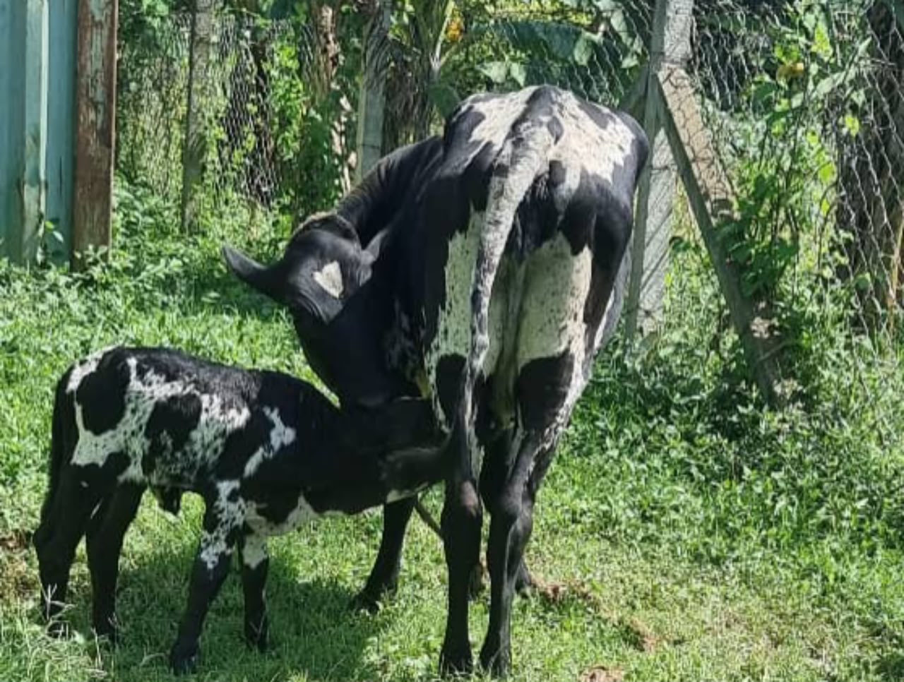 Police Trace Owner of Recovered Cattle as Hunt for Suspects Continues