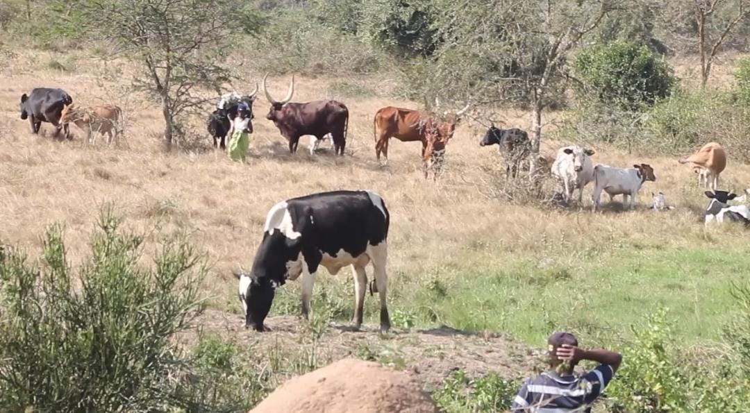 Masaka Diocese Launches Dairy Programme to Support 7,000 Farmers