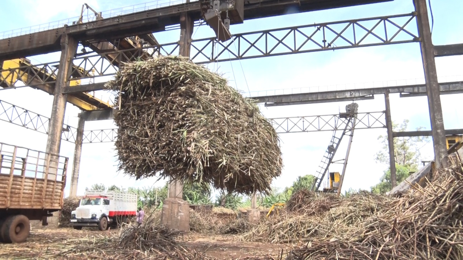 Busoga Master Plan Seeks to Replace Sugarcane Dependence with Cocoa, Coffee and Palm Oil