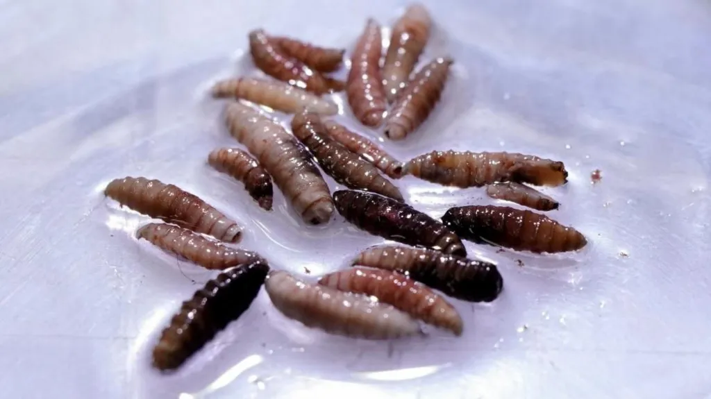 Flesh-eating screwworm arrives in US with first case detected in Texas cattle