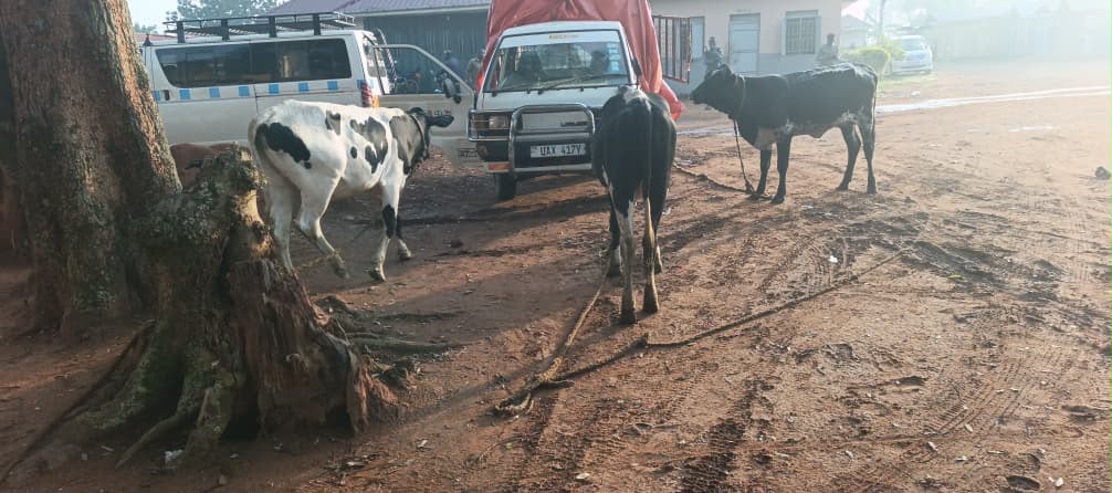 Police Recover Suspected Stolen Cattle, Arrest One in Mukono