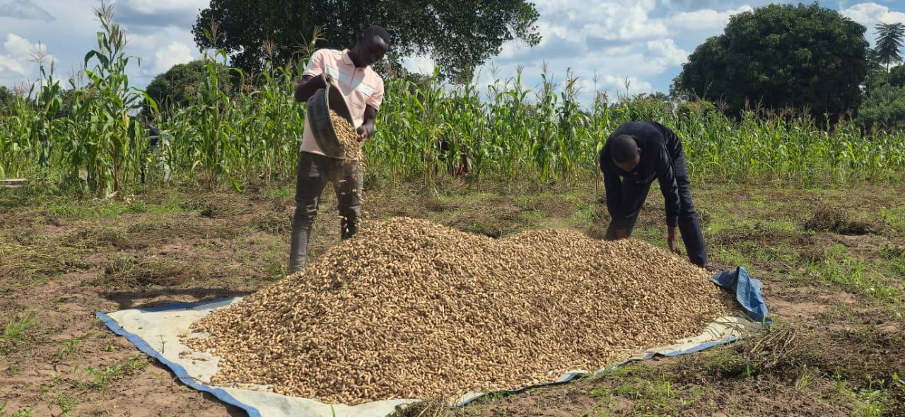 Namutumba Youths Cash In on Groundnut Farming Through SAYE Project