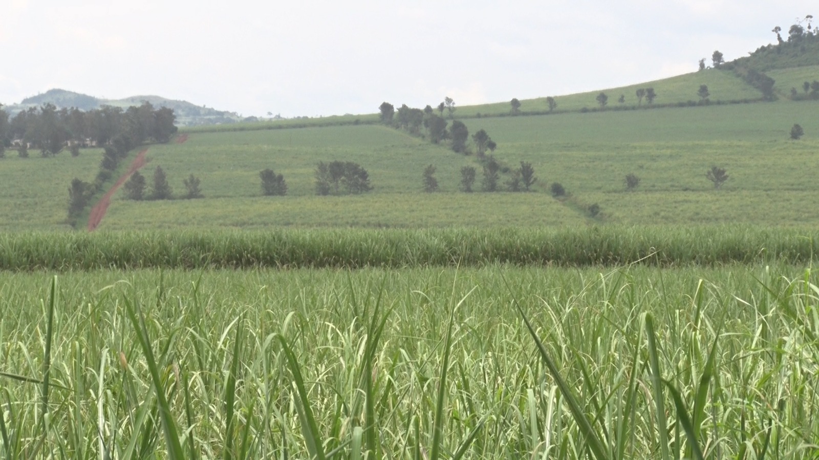 Sugarcane Farmers Want Oversight Shifted to Agriculture Ministry
