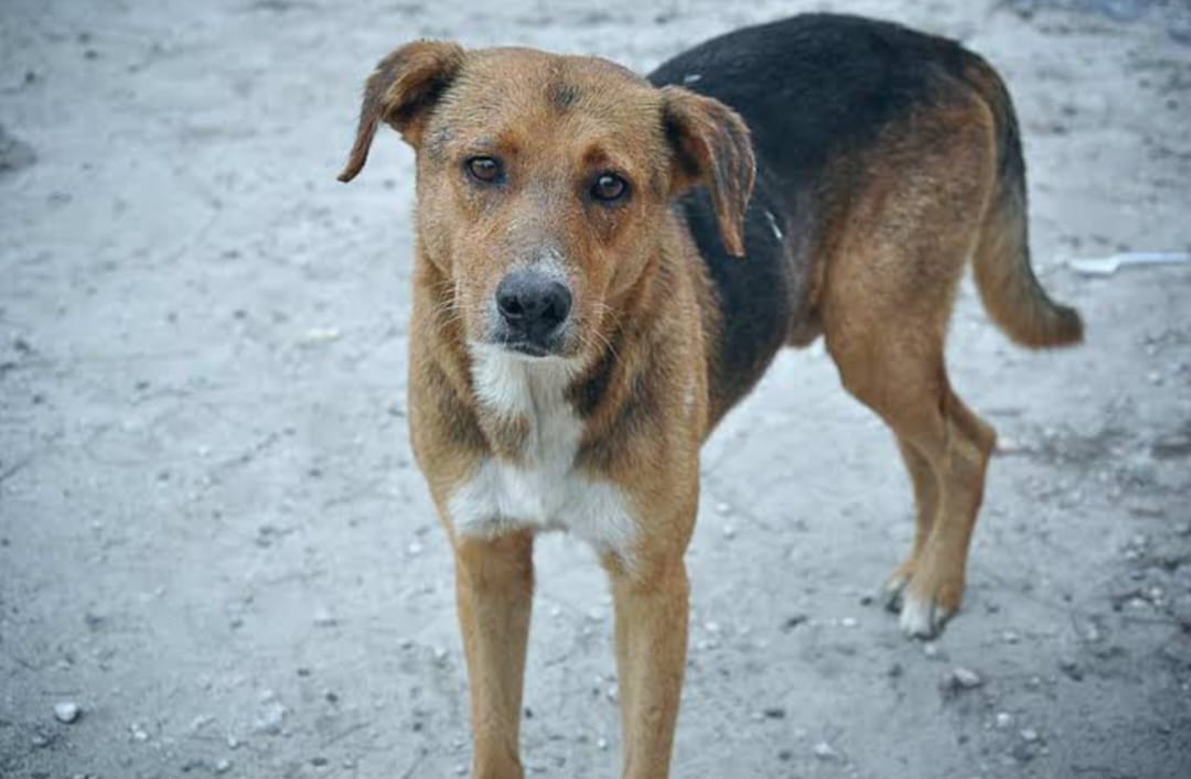 Mpigi Residents Raise Alarm Over Rampaging Stray Dogs Attacking People and Livestock