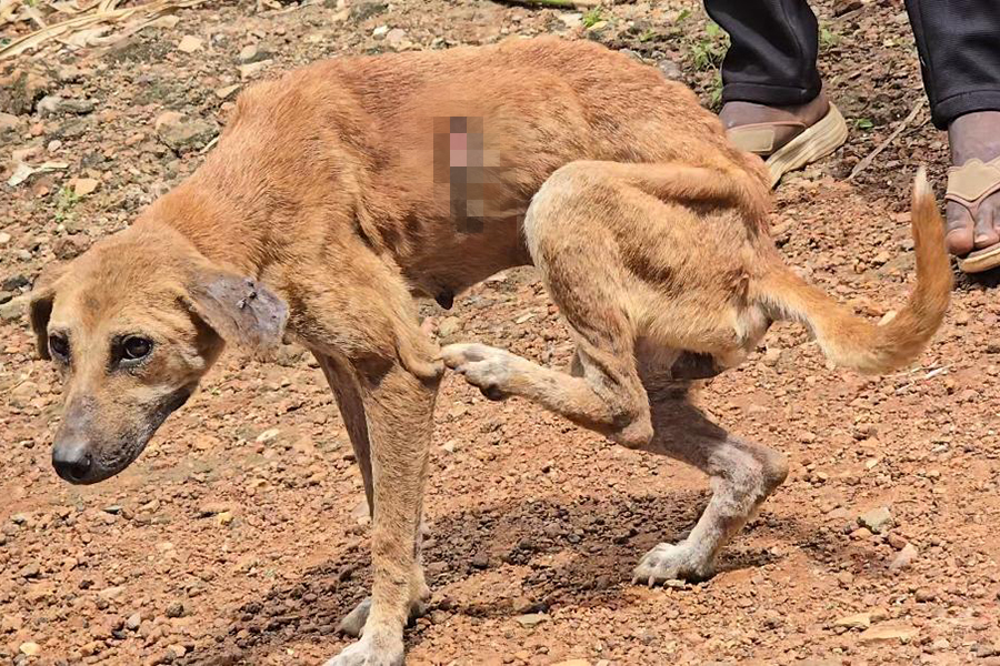 Police Rescue 48 Dogs in Mityana as Crackdown on Illegal Animal Shelters Intensifies