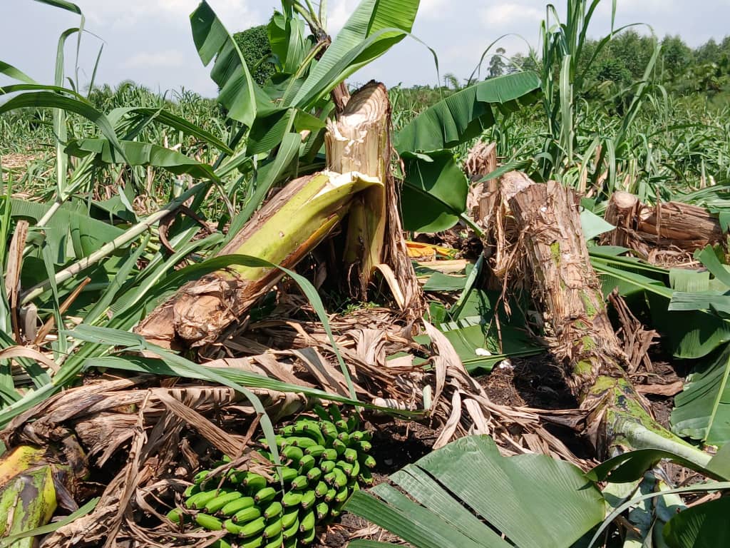 Wakiso Cracks Down on Wetland Encroachers, Orders Illegal Land Buyers to Vacate