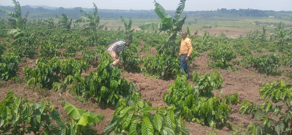 Mityana Farm Employing Over 100 Locals Praised for Boosting Household Incomes