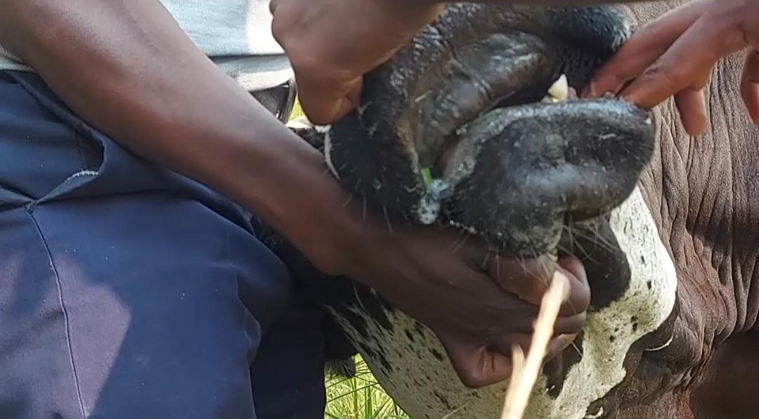 Foot & Mouth Disease Outbreak Sparks Fear Among Livestock Farmers in Sembabule