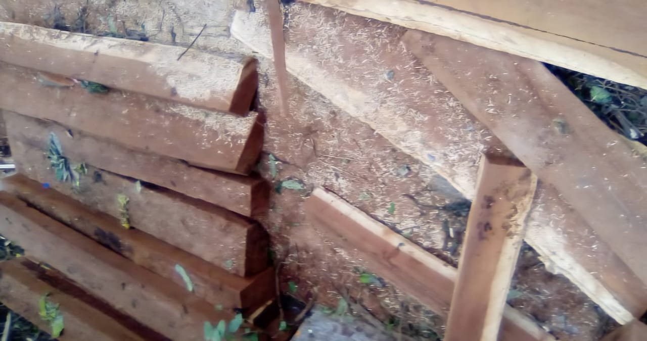 Zoka Forest Under Siege as Illegal Loggers Flee Police Crackdown