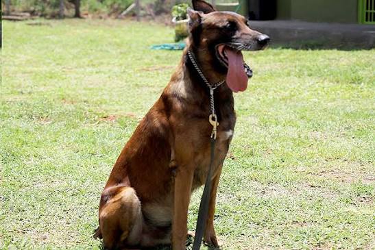 From Computer Science Graduate to Dog Trainer: Kampala Entrepreneur Highlights the Hidden Value of Dogs