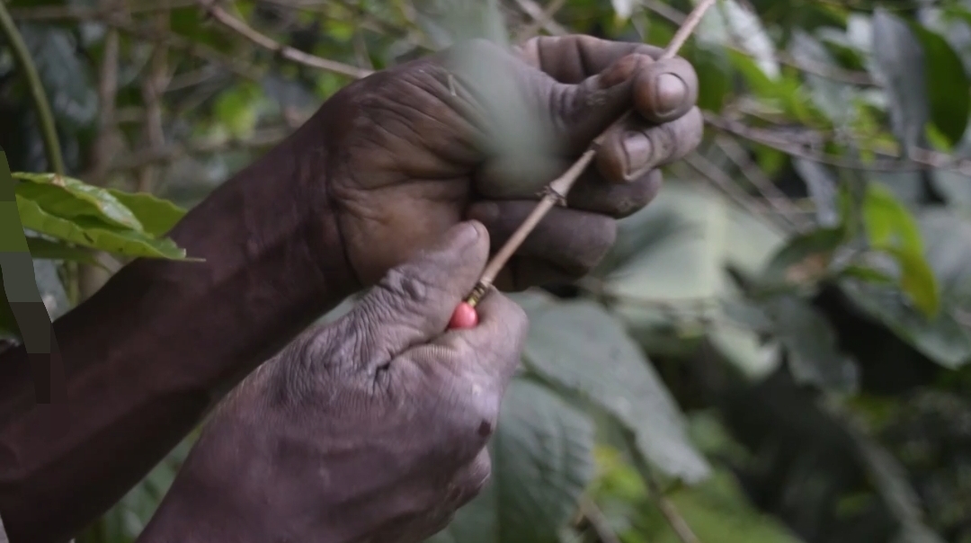 Uganda Boosts Coffee Tourism to Deepen Visitor Experiences and Increase Tourism Spending