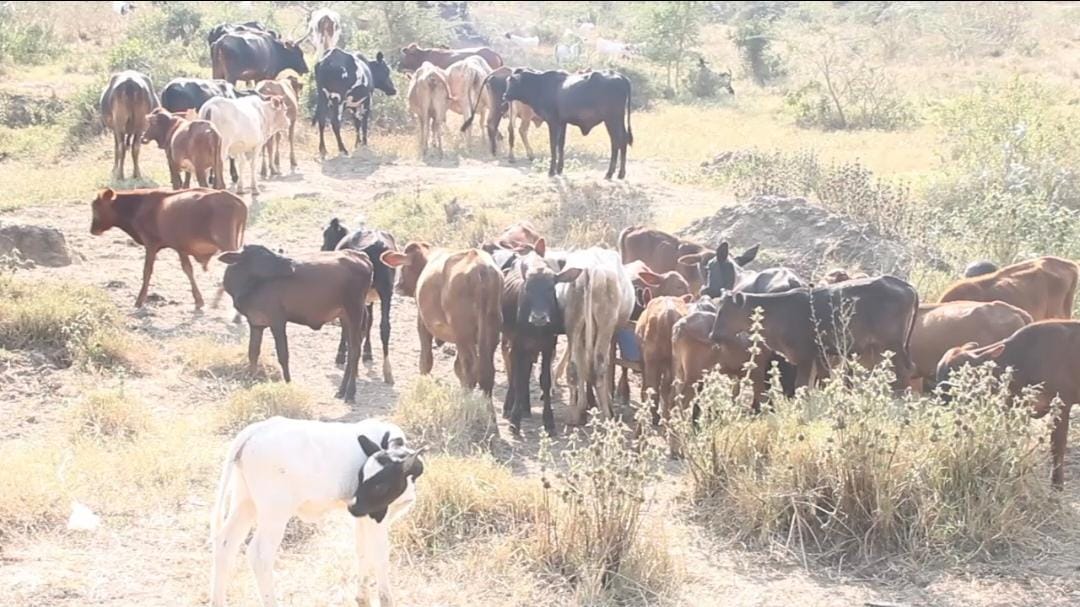 Farmers, Livestock Keepers Cry Out as Drought Ravages Sembabule
