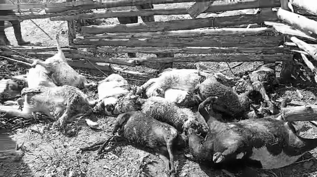Over 200 Goats Slaughtered, 40 Cattle Stolen in Suspected Land Dispute Attack in Nakasongola