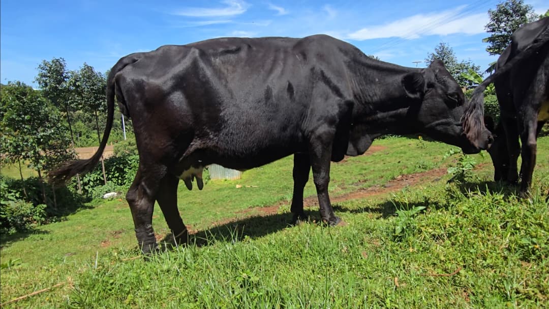 Bududa Tightens Controls as Rising Cattle Theft Threatens Livestock Economy