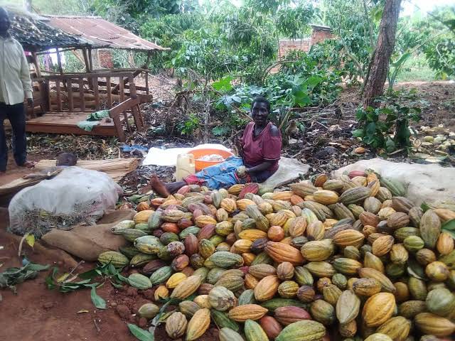 Nebbi Leaders Urged to Diversify Beyond Coffee and Support Cocoa Farming