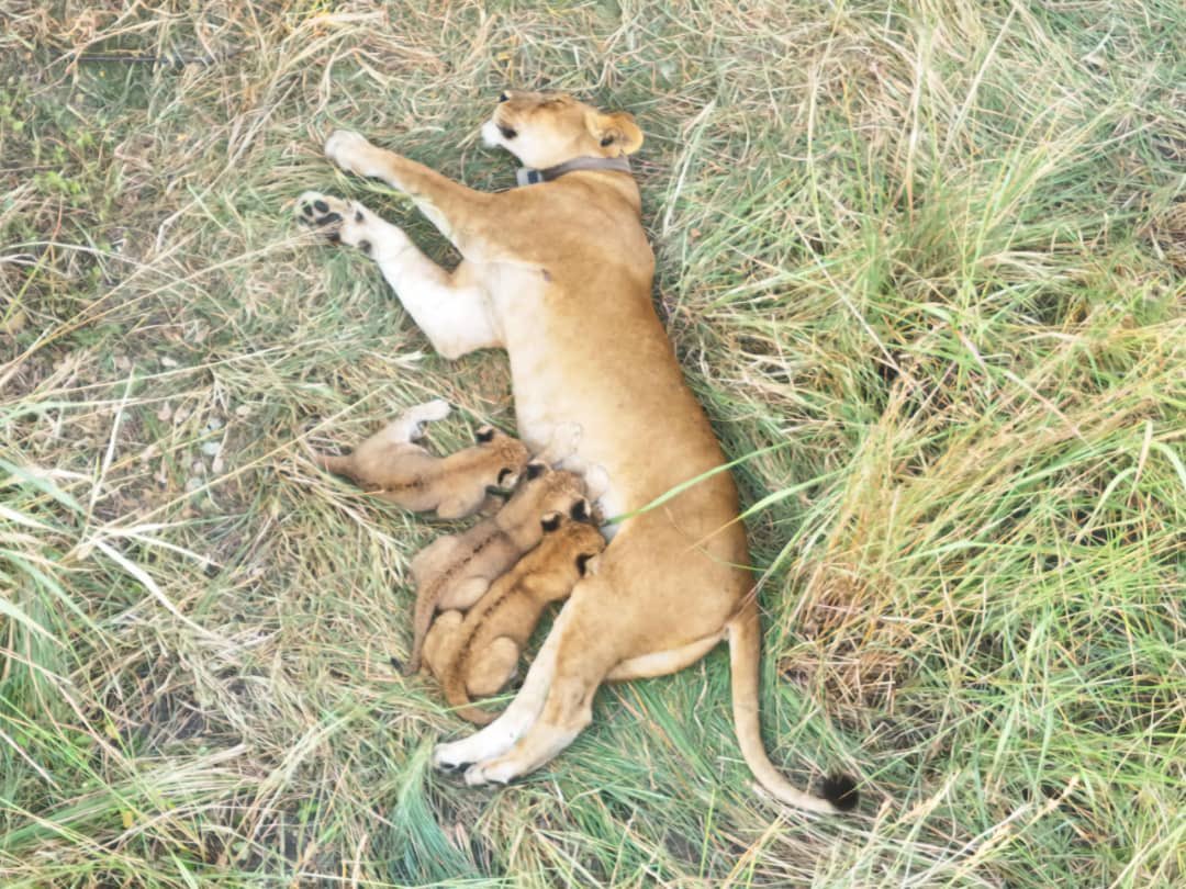 Three New Lion Cubs Bring Fresh Hope to Uganda’s Iconic Ishasha Pride