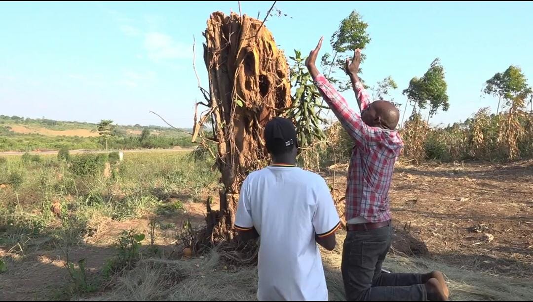 Fallen Tree Draws Pilgrims, LC1 Aspirants Amid Miracle Claims in Lwengo
