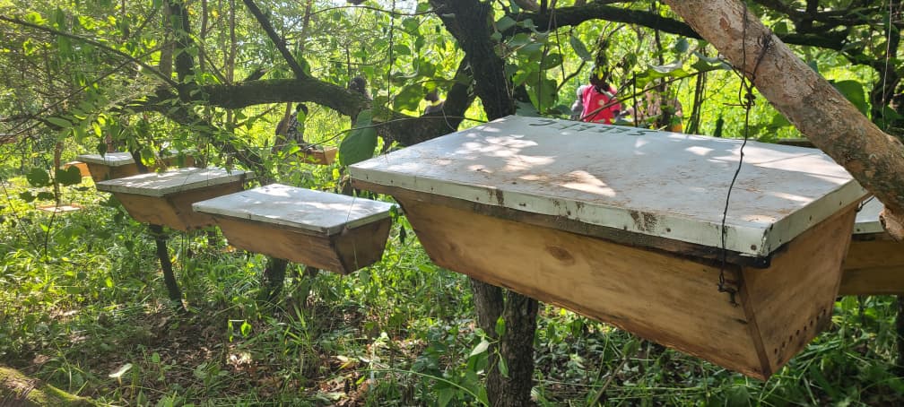 Government Beekeeping Project Revives Mount Kei Forest, Offers New Livelihoods in Koboko