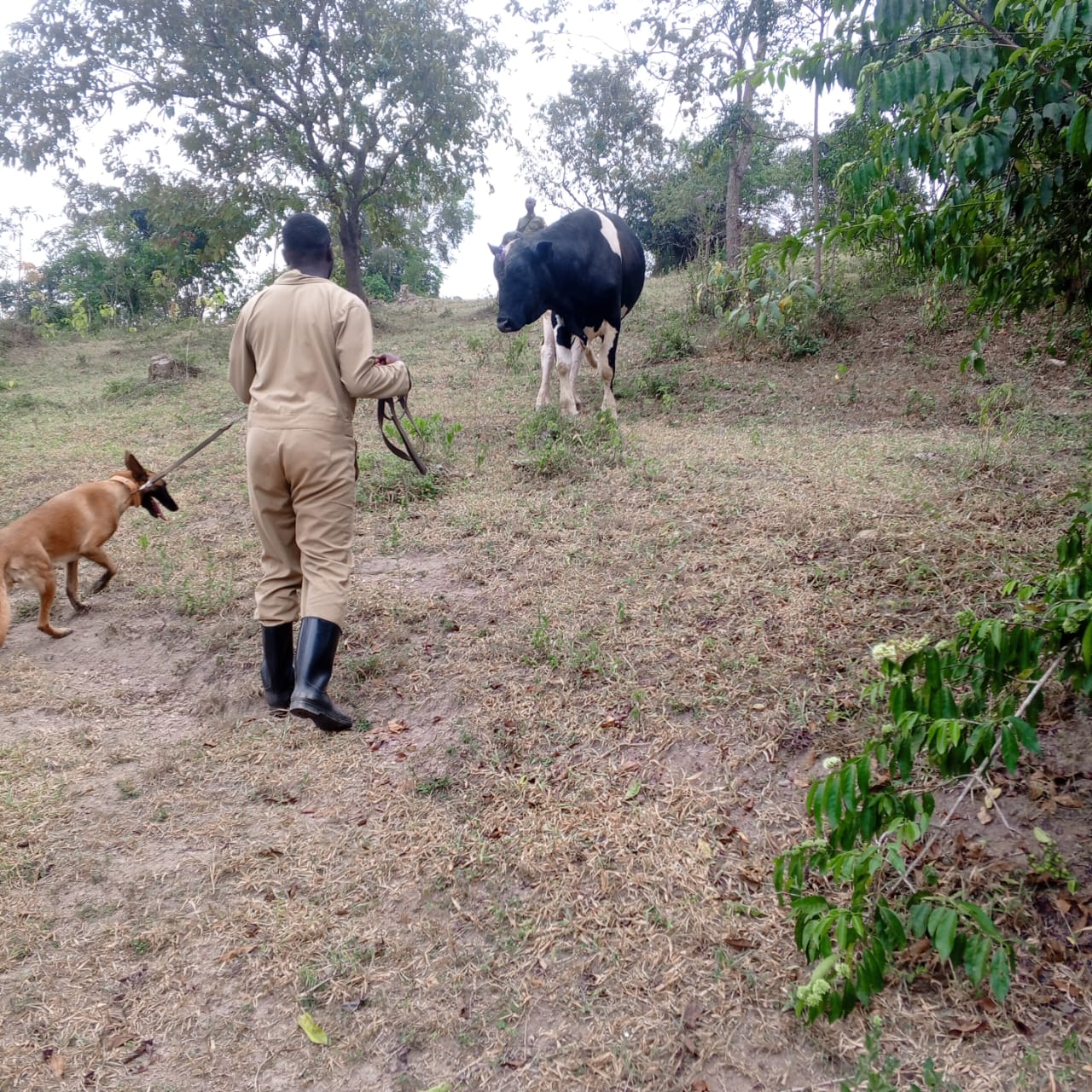 Police Dog Tracks Suspects in Mubende Animal Cruelty Case