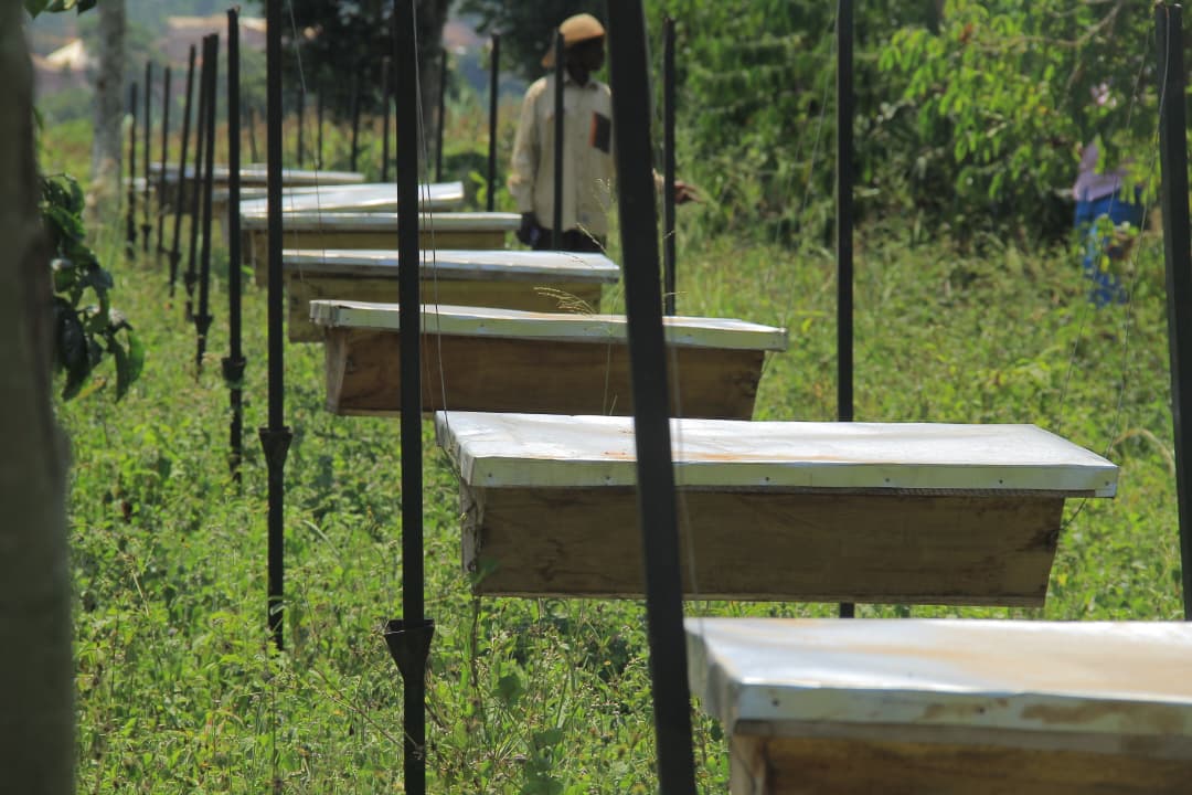 Mpigi Farmer Credits PDM for Growing Beekeeping Venture into Multi-Million Business
