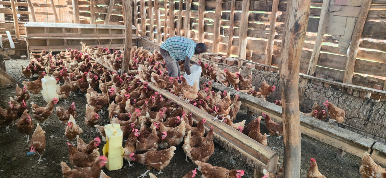 SAYE Poultry Project Gives Busoga Youth a Sustainable Path Out of Unemployment