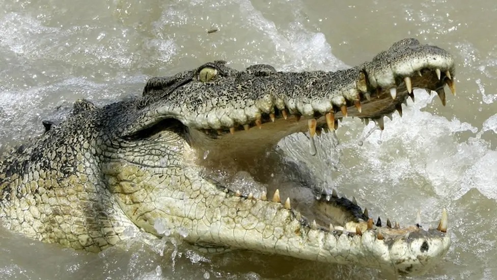 Lake George Residents Appeal for UWA Action Over Rising Crocodile Attacks