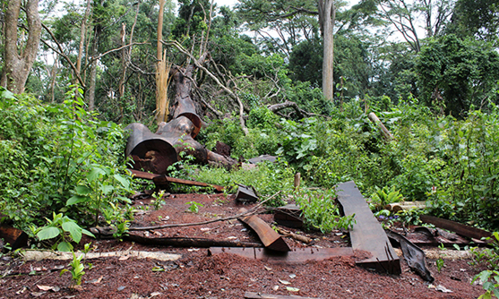 Green Exclusives Part II: Refugees Are Not the Problem—But They Have Increased Pressure on Already Fragile Forests