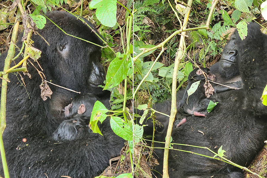 Nkuringo Gorilla Family Welcomes Newborn Infant in Bwindi