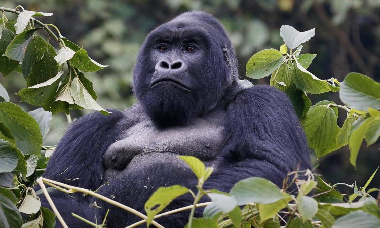 Cancer Deaths of Four Mountain Gorillas Raise Regional Conservation Concerns
